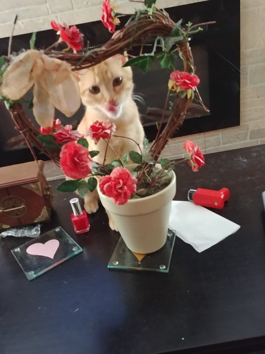 princesscujocat's tweet photo. I'm not going to eat your plants I promise. https://t.co/7S2Ci5U9z8