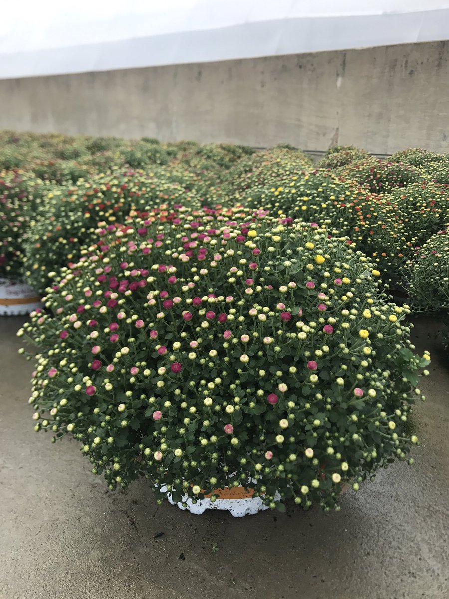 These mum planters are HUGE!