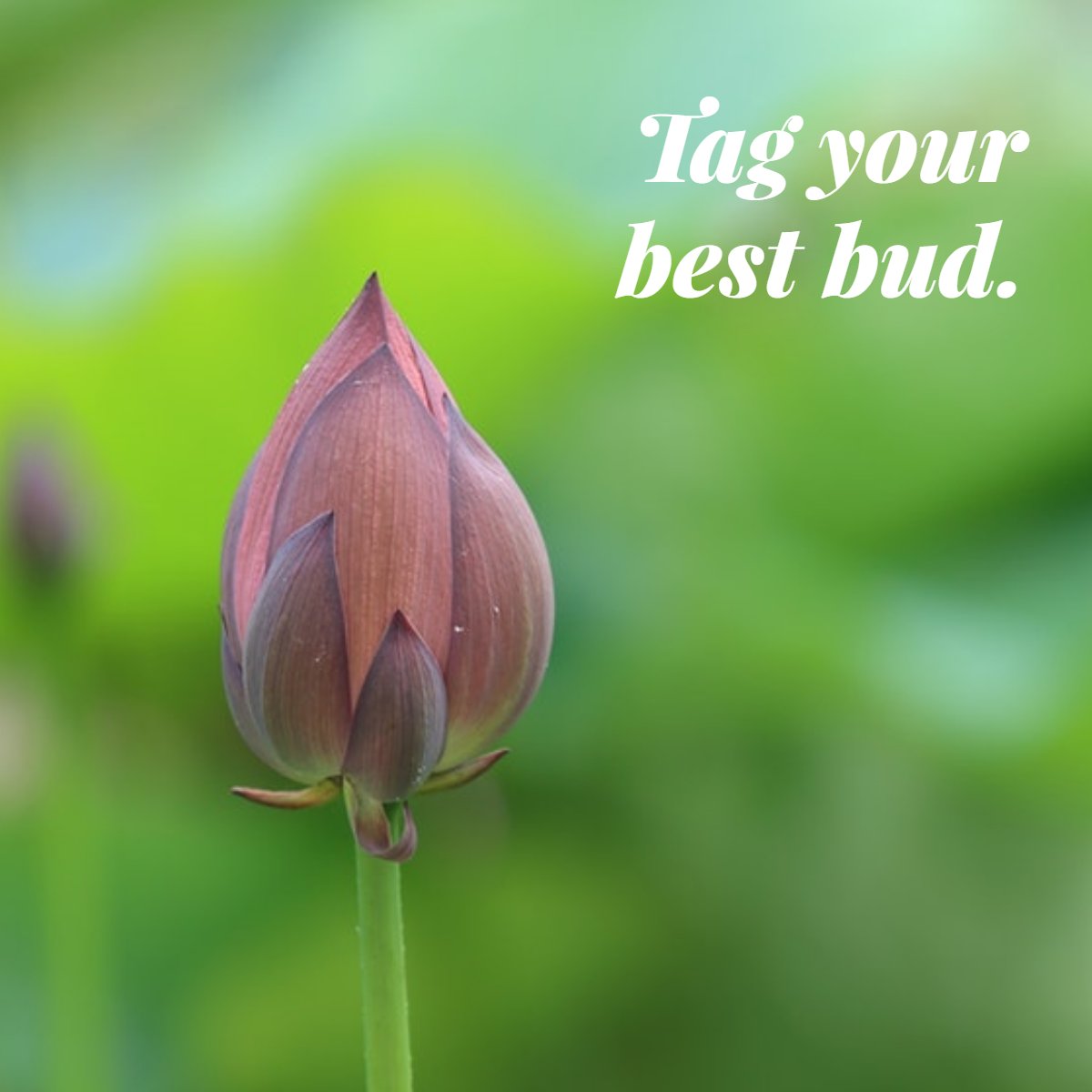 Flowers were made to be shared. Who's your favorite person to send them to?