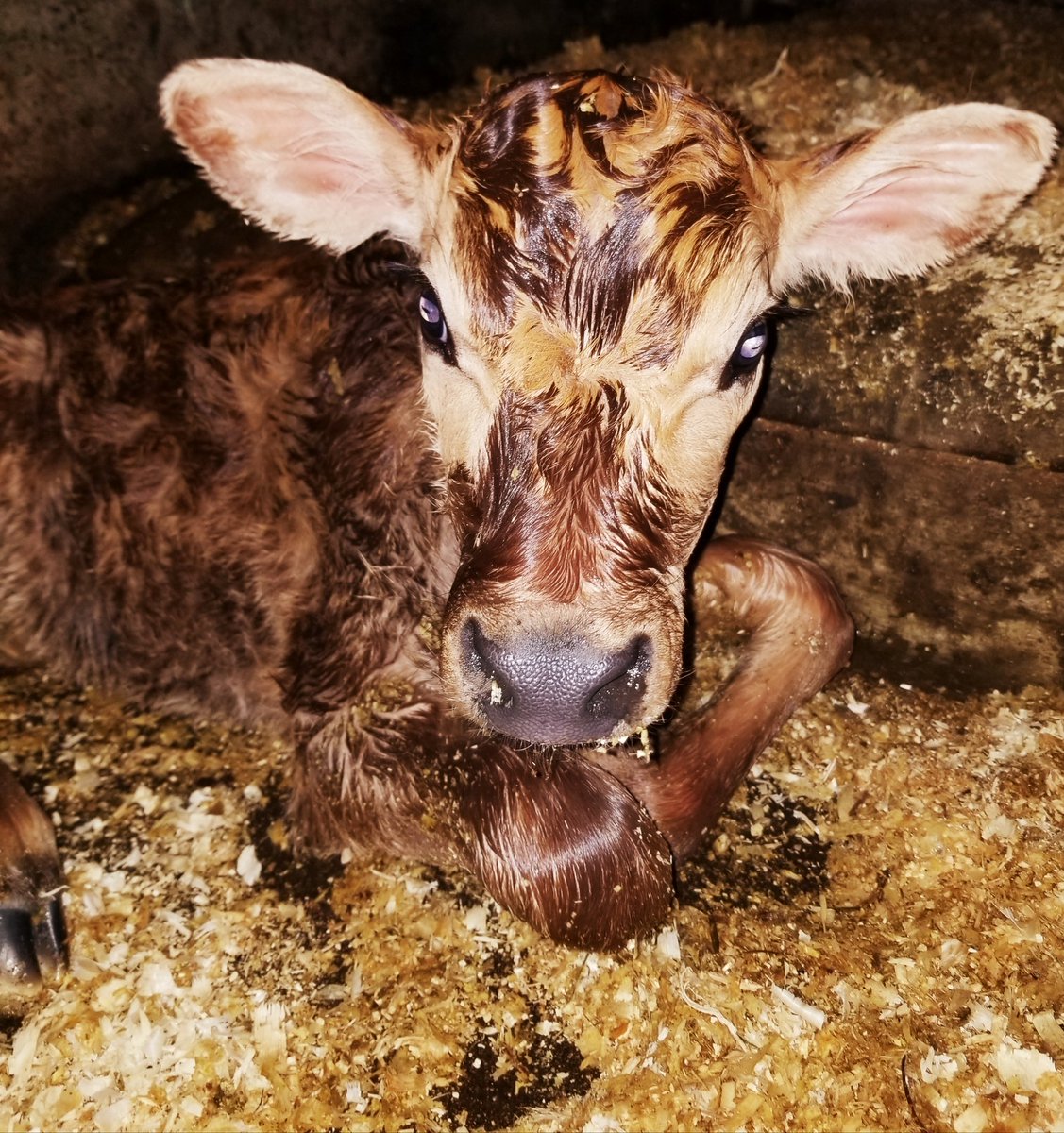 Bubbles is officially a cow, as she has just delivered this beautiful little heifer. "B" name suggestions? #Farmsforcitykids #Springbrookfarm #babycows #bubbles #names
