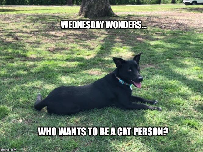 Wednesday Wonders...