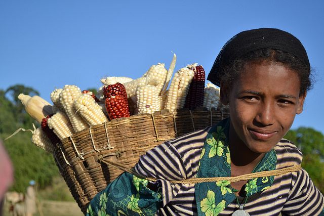 selfhelpafrica's tweet image. #Poverty reduced significantly in Ethiopia &amp;amp; Rwanda through #agriculture- report from @TheExchangeEA 
#investindevelopment
bit.ly/2wNsyE2