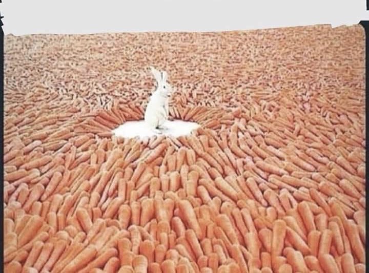 مقابلات التوظيف ..
ما عندك واسطة : كم جزرة في الصورة ؟
عندك واسطة : كم أرنب في الصورة ؟