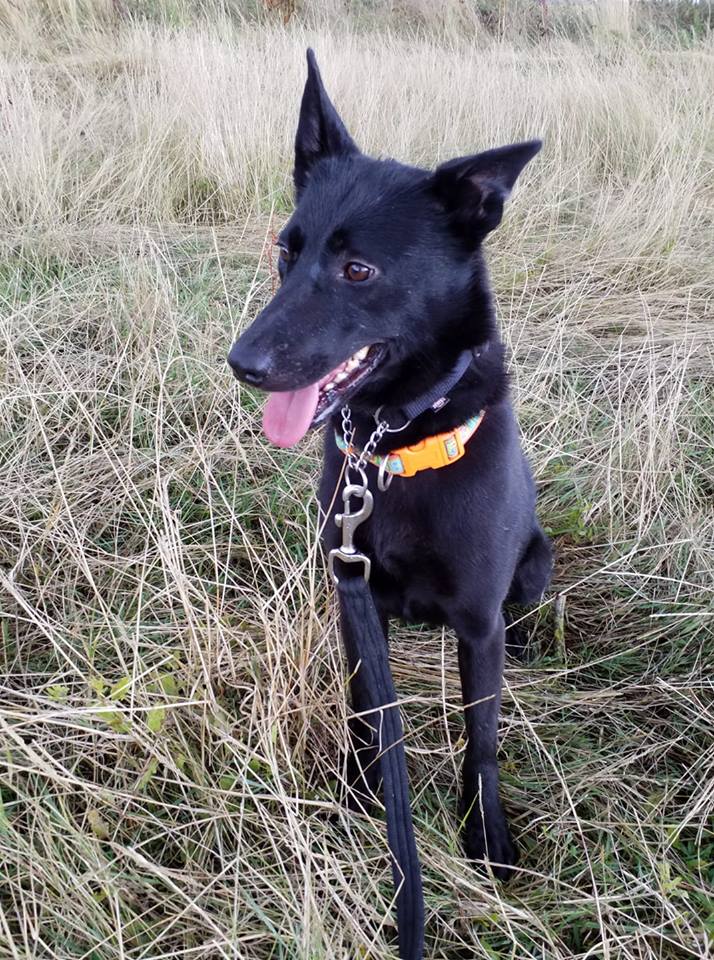 gsrescueelite's tweet photo. NKOTB is 3yr old Mystique and this poor girl arrived from the pound scared of everything, she is coming on so much with our #Lincolnshire vollies help and can live with other #dogs 
#woofwoofwednesday 
https://t.co/sLAcfG6olC https://t.co/45Lu1rQAP3
