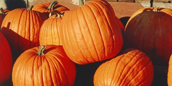 panoramanow's tweet photo. here's the full schedule of the Westville Pumpkin Festival https://t.co/48La7dddB1 #NWI #Festivals #Parades #FreeEvents #VisitIndiana #FamilyFun #FamilyTime #Music #LiveMusic #tractorpull #familyvacation #carshow #bingo #funRunRace #pumpkinpalooza #pancakes #TeenDance https://t.co/2C9GXOjmrU