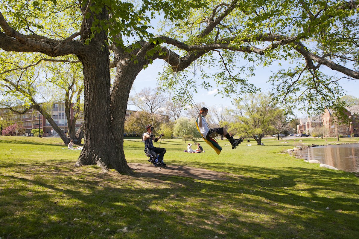 UConn on Twitter "The iconic “swing tree” near Mirror Lake is