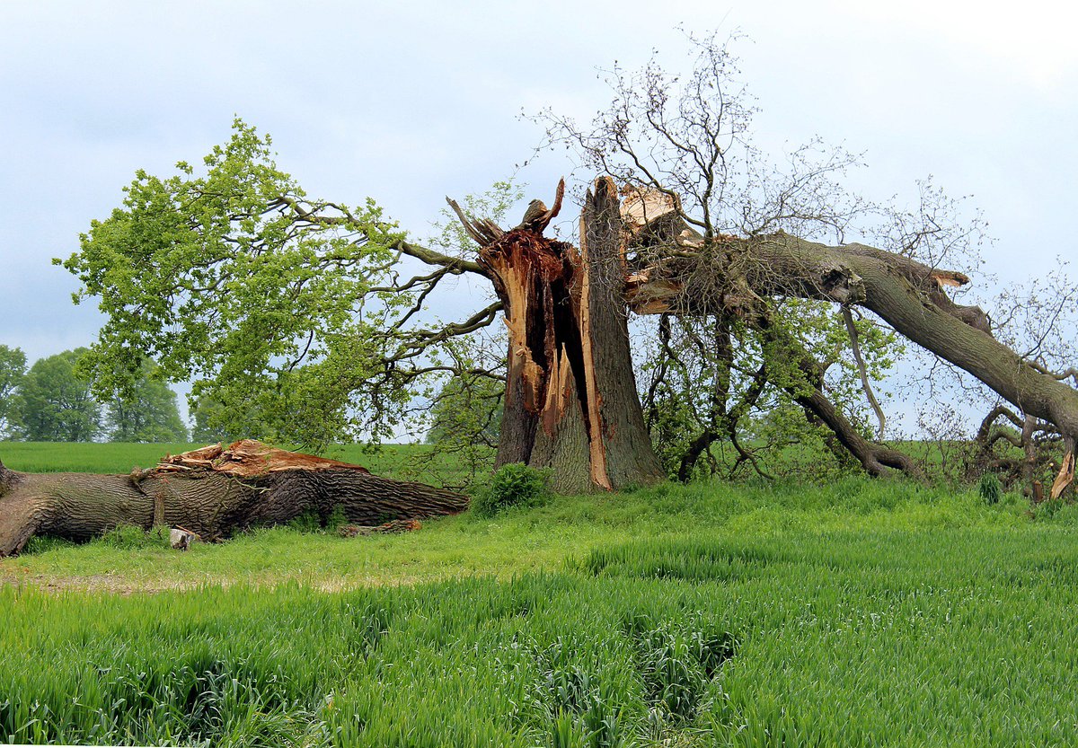 Waynes_TreeServ's tweet image. Lawrence County is looking at some storms rolling through this weekend. If you have a limb or tree that you&apos;re already concerned about, don&apos;t wait any longer. Give us a call for a FREE estimate today.

📞 (618) 943-2453