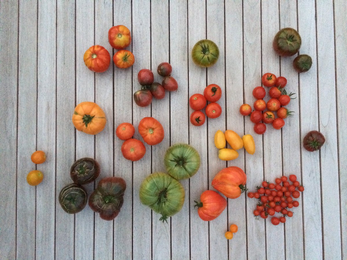 #tomatoes pick of the day, delicious and gorgeous too