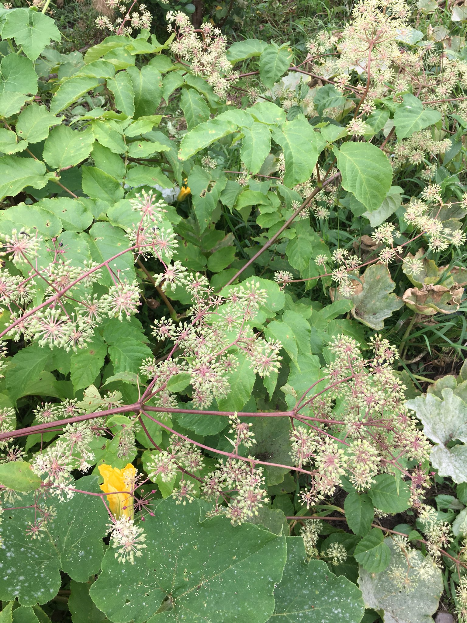 こみくママ様 おはようございます 山ウドの花 ウコギ科タラノキ属 丸いねぎ坊主の様な花が沢山咲いて居ます 次々に種が黒紫色に変化してきました ꈊ ｵﾎｯ ｲｯﾊﾟｲ T Co Pyfyhdgdk6 Twitter
