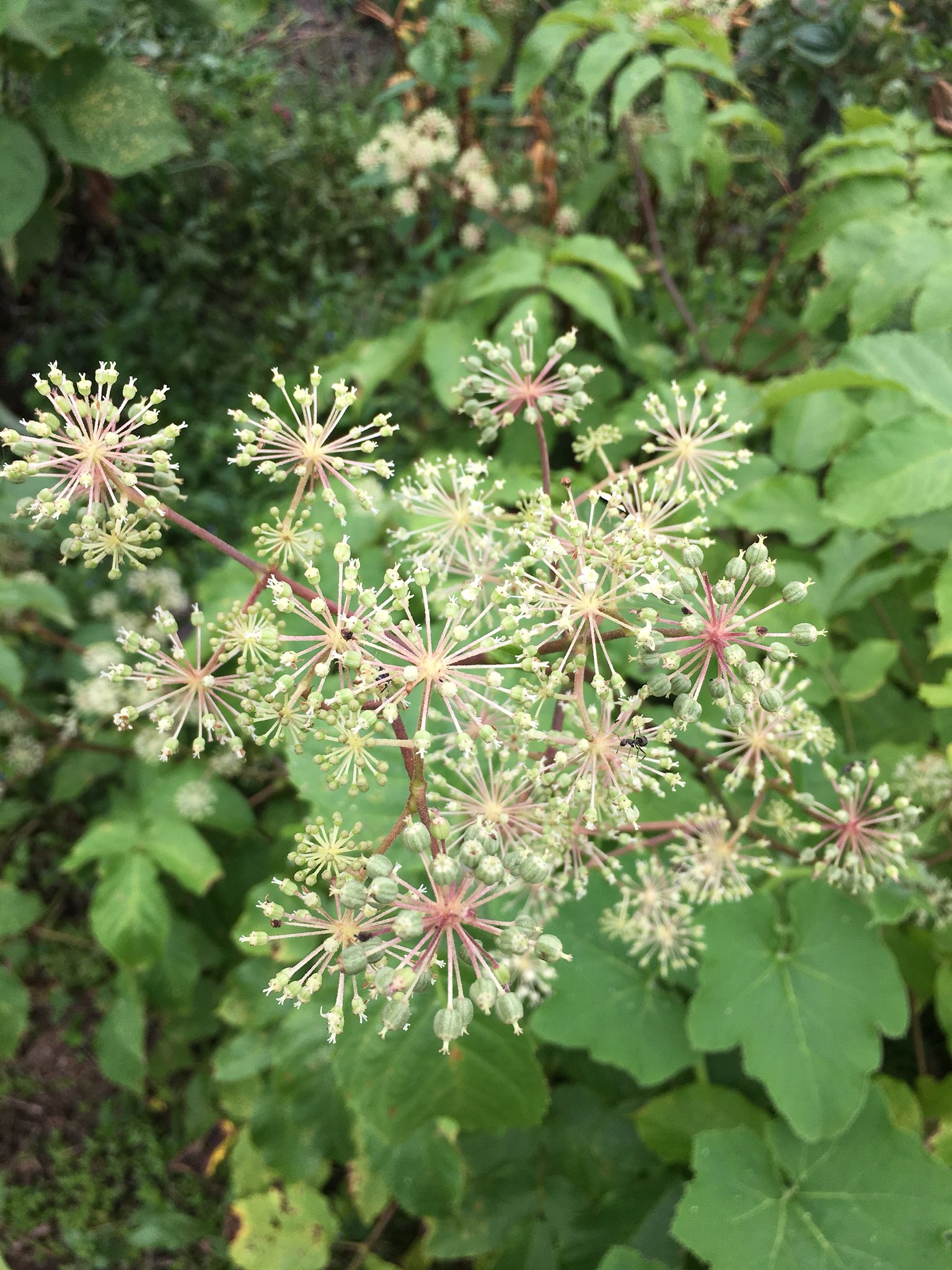 こみくママ様 おはようございます 山ウドの花 ウコギ科タラノキ属 丸いねぎ坊主の様な花が沢山咲いて居ます 次々に種が黒紫色に変化してきました ꈊ ｵﾎｯ ｲｯﾊﾟｲ T Co Pyfyhdgdk6 Twitter