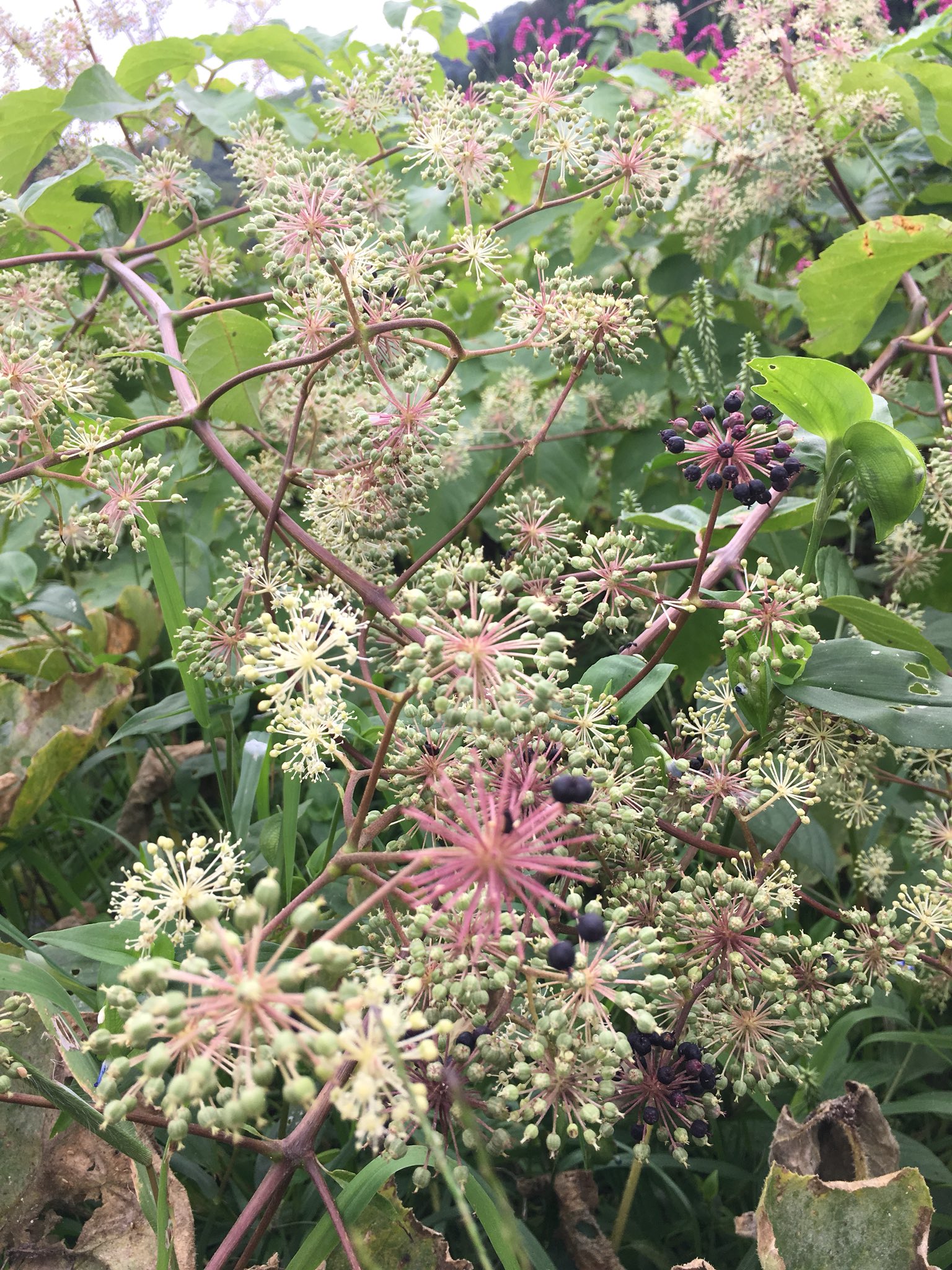 こみくママ様 おはようございます 山ウドの花 ウコギ科タラノキ属 丸いねぎ坊主の様な花が沢山咲いて居ます 次々に種が黒紫色に変化してきました ꈊ ｵﾎｯ ｲｯﾊﾟｲ T Co Pyfyhdgdk6 Twitter