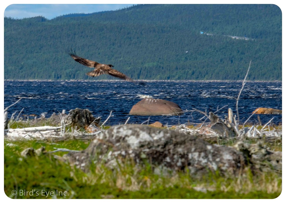 birdseyeinc's tweet photo. These two images were captured within 100 ft of each other at the #AlexisRiver near #PortHopeSimpson. @LabradorStraits @LabradorTweets @LabradorTours @VisitLabrador @CBCNL @downhomelife @NLtweets @ExperienceNL #ExploreNL https://t.co/qPnAqKuLlH