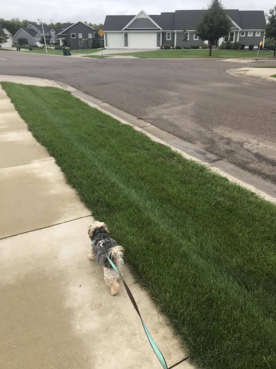 RoxiHerrmann's tweet photo. Took my humans for a walk today! #FitnessGoals https://t.co/bEtn4LM7gh