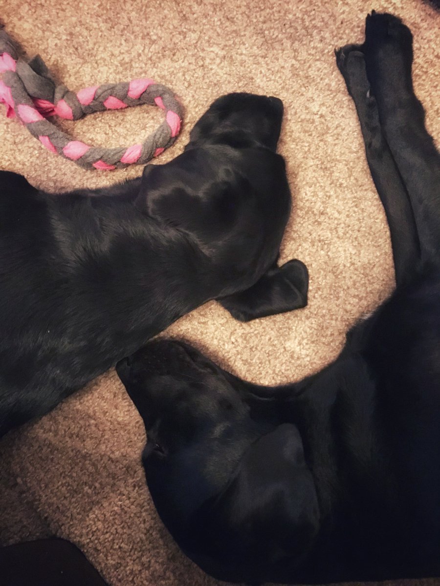 Daisy_dor's tweet photo. #nappage with @Mabel_dor https://t.co/odEn0qlN3C
