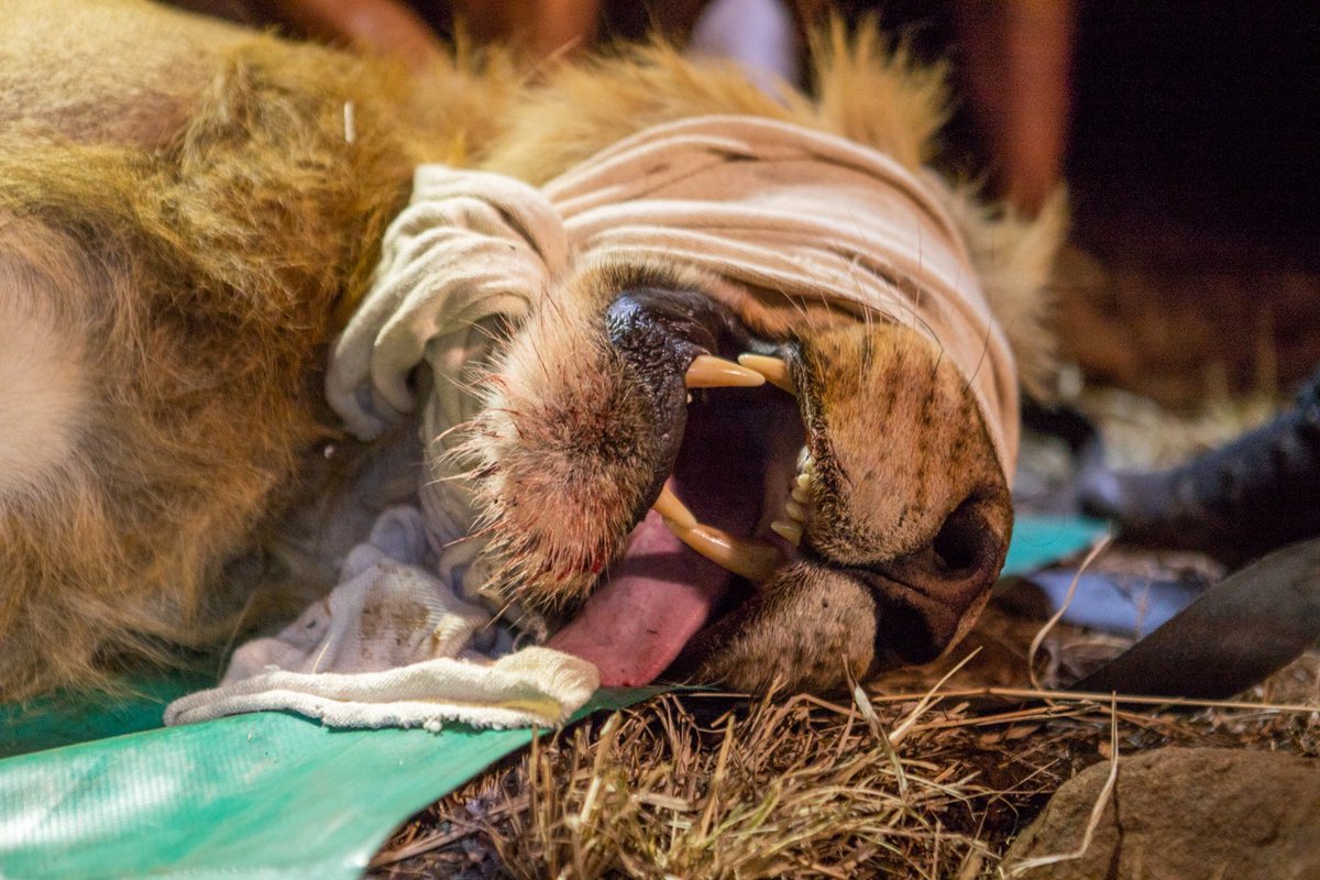 SavingSurvivors's tweet photo. Successful operation yesterday to collar and take samples from this impressive 6 yo male lion.  With the light failing and surrounded by 10 other lions this was a tricky but important mission.  Huge thanks to all involved. #fordwildlife #craghoppersuk #savingthesurvivors https://t.co/uD0VdYcYnB