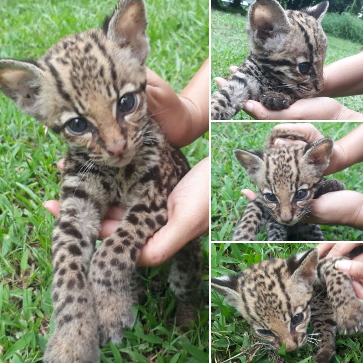 CORPOURABA's tweet photo. Este tigrillo (Leopardus paradalis) cachorro, macho, en regular estado de salud, llegó ayer, 04 de septiembre, a nuestro Hogar de Paso. Una entrega voluntaria a la Policía Ambiental. Nuestro equipo realiza todos los esfuerzos para sobreviva y pueda volver a su hábitat https://t.co/ODIQL30jZJ