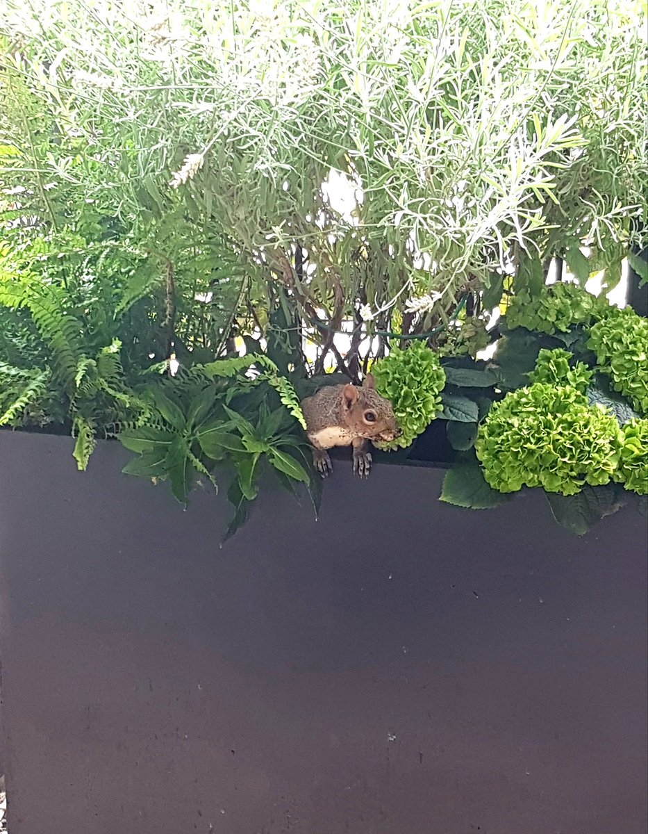 hiltonholloway's tweet image. #swiftExit