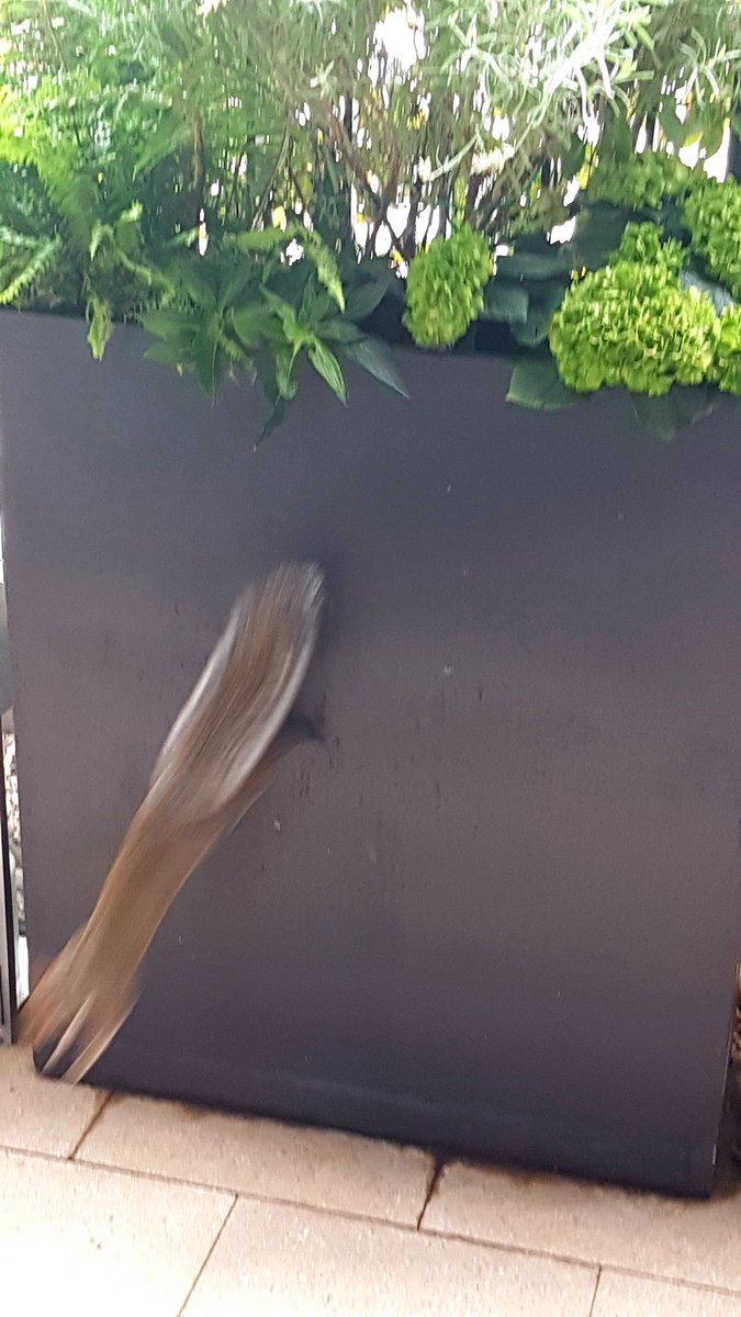 hiltonholloway's tweet image. #swiftExit