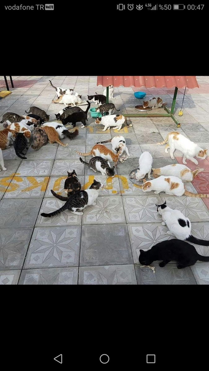 Açıldığı günden bu yana yüzlerce kediye ev sahipliği yapan İskenderun Kedi Evimizde, minik dostlarımızı sevgiyle karşılıyoruz, aşılıyoruz, kısırlaştırıyoruz ve sahiplenmek isteyen hayvanseverlere emanet ediyoruz.Hatay B.Belediyesi.