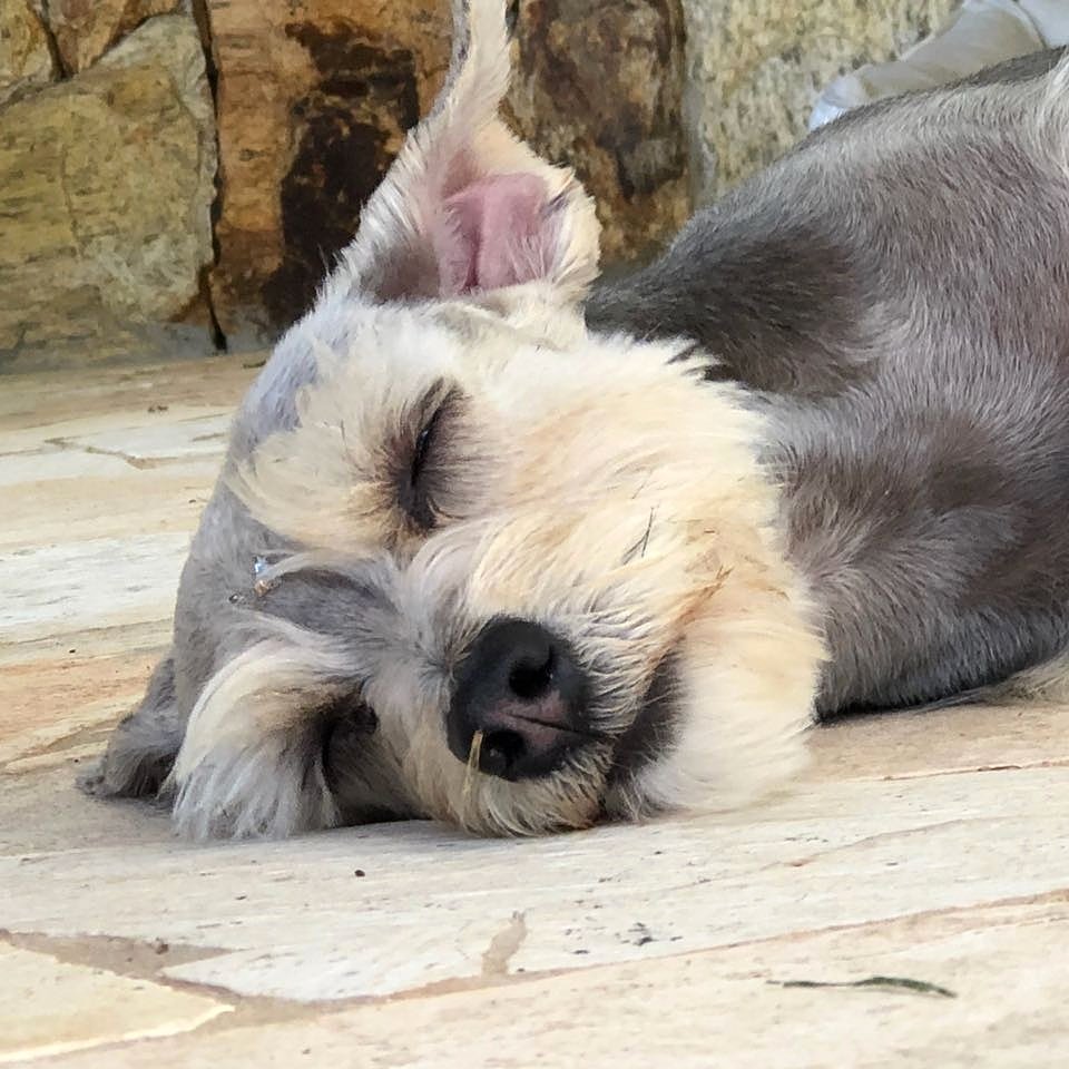 ahickmann's tweet photo. Essa é a Fanny, pessoal! Olha só a folga kkk E essa tranquilidade toda é porque ela só se alimenta com a ração #formulanatural! 🐶 #canilhickmann #raçãoformulanatural #fn #adimaxpet #dog #dogs #rodesianridgeback https://t.co/9juw8KfkyT
