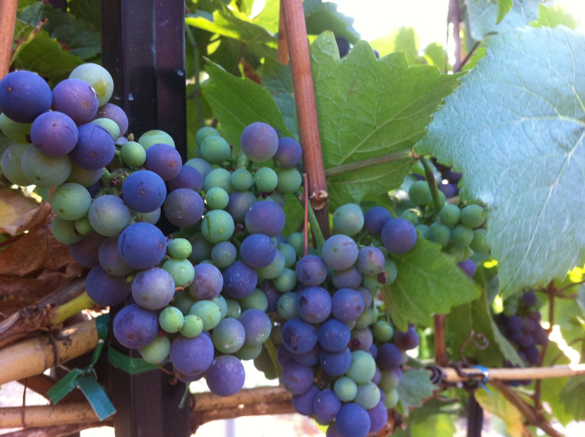 Noble Estate Winery tweet media