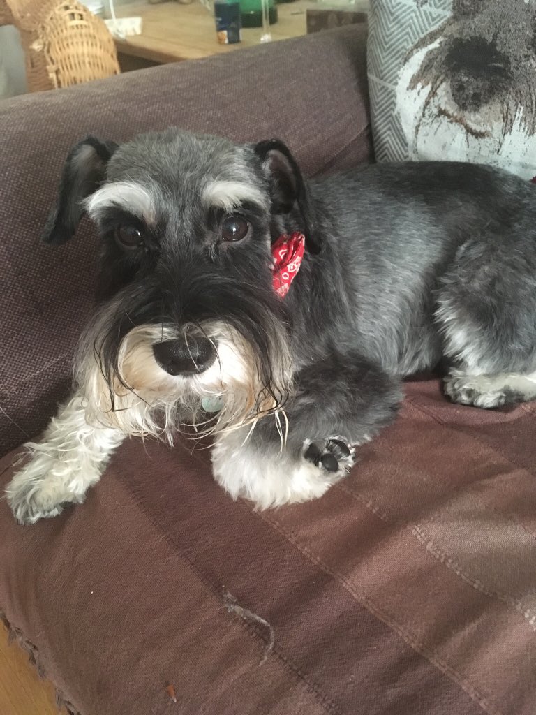 taffyschnauzer's tweet photo. @SchnauzerfestUK 2018 edition....13 and 14 October. Celebrate, educate, donate #SchnauzerGang https://t.co/fpMf8gx3sZ…please RT...@SusieBSchnauzer @DBARCBerks https://t.co/Pe82PHBb0B