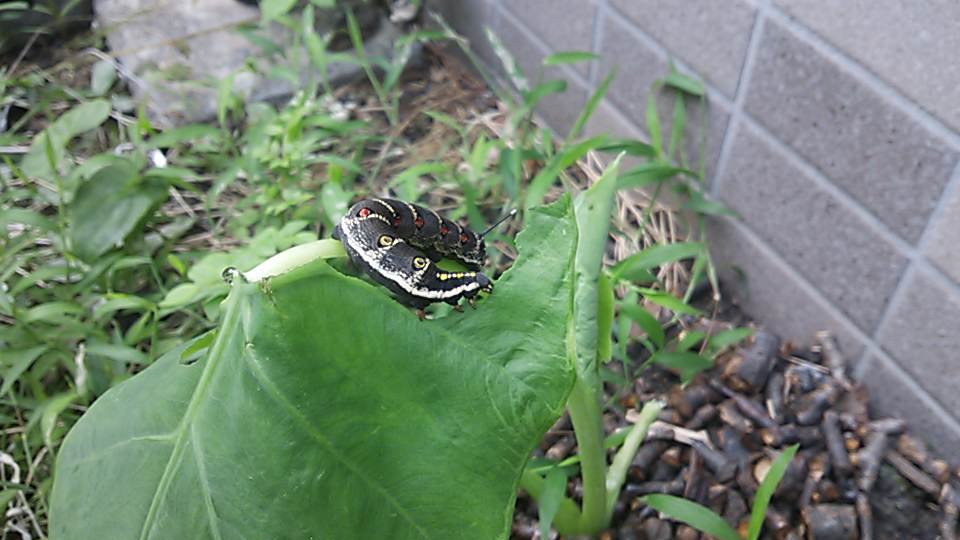 Twitter पर のんぼ こんばんは この芋虫はよくいますね 私の里芋畑はアメリカヨトウムシにやられます 農薬の判子押さないと売ってくれない 毛虫専用のディプテレックス粉剤ぶっ掛けても シャアシャアと平気なんですよ 因みに里芋は 水が好きだから乾燥した土地だ Twitter पर のんぼ こんばんは この芋虫はよくいますね 私の里芋畑はアメリカヨトウムシにやられます 農薬の判子押さないと売ってくれない 毛虫専用のディプテレックス粉剤ぶっ掛けても シャアシャアと平気なんですよ 因みに里芋は 水が好きだから乾燥した土地だ
