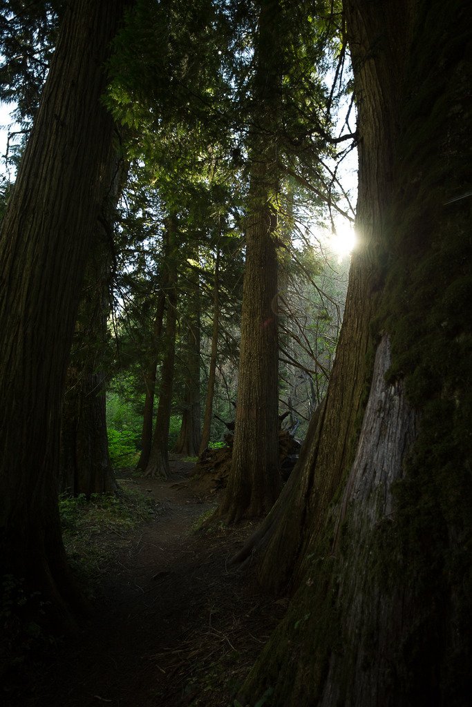 taiga_codex's tweet image. lobo-de-luna:

drømmer om deg #nature #landscape #wilderness #earth See more: taiga-codex.com