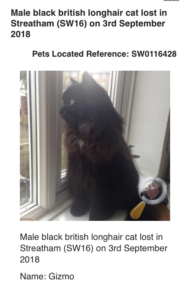reggiemollieros's tweet image. Long hair black cat lost in Streatham London SW16 #lostcat petslocated.com/pet-informatio…