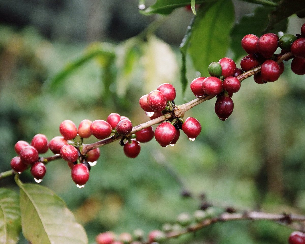 All of the cherries at Utengule Coffee Farm are harvested by hand to ensure they are picked at exactly the right time. #thegoodsociety #tgs #economics