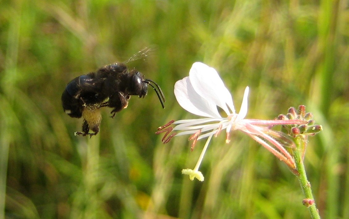 TomMathies's tweet image. Two-spotted longhorn bee bugguide.net/node/view/69274 and biennial gaura flower illinoiswildflowers.info/prairie/plantx… #wibugs