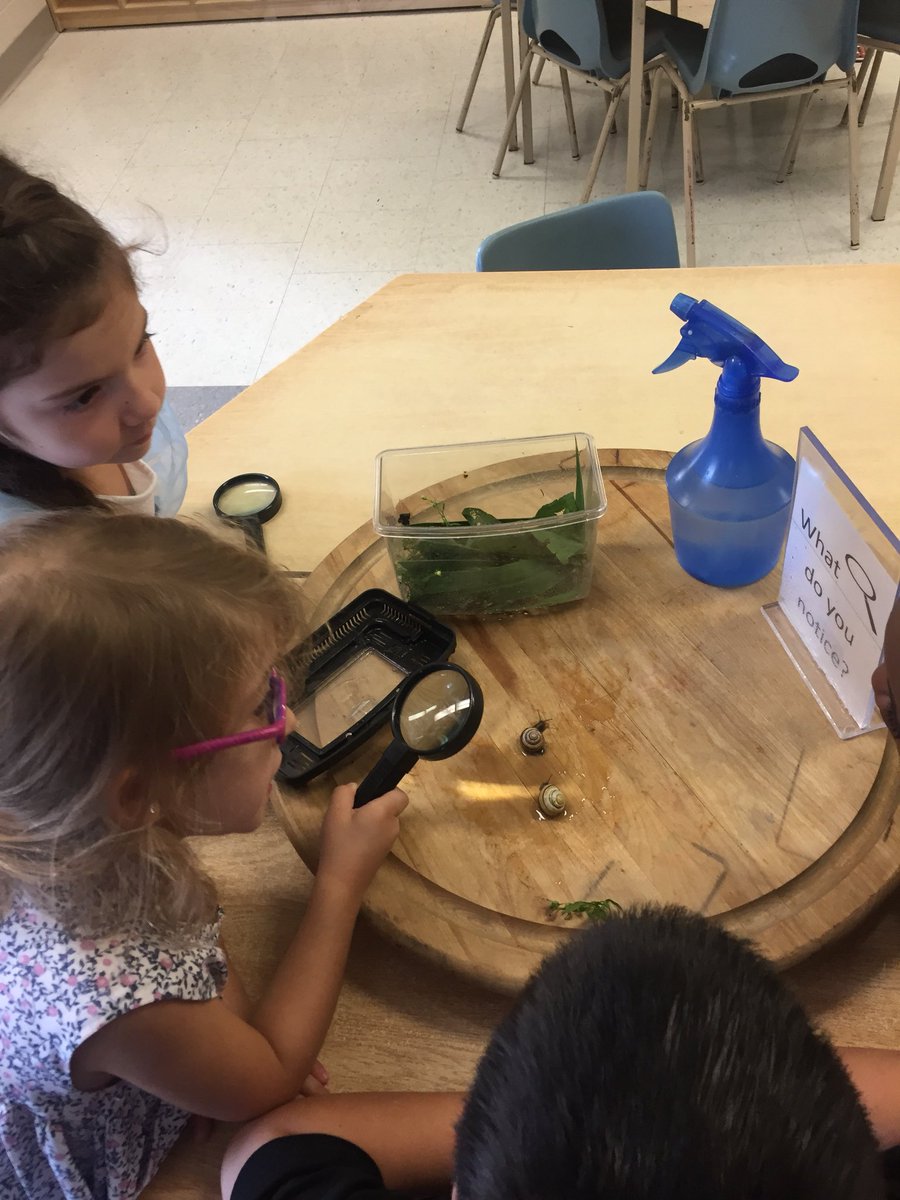 DowlingFDK's tweet photo. “Me and my pet snail”. Ss in Rm102 continue to explore Snails.
#snails #Inquiry #playbasedlearing #FDKScience #Fun @HilaryDPCDSB https://t.co/Kxh53K3JvO