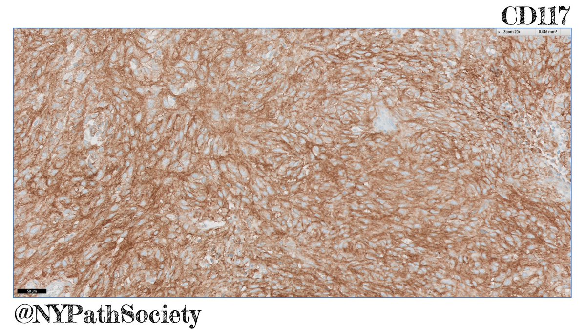 the New York Pathological Society tweet media