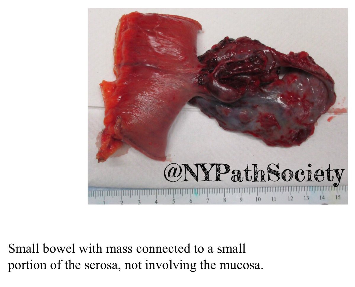 the New York Pathological Society tweet media