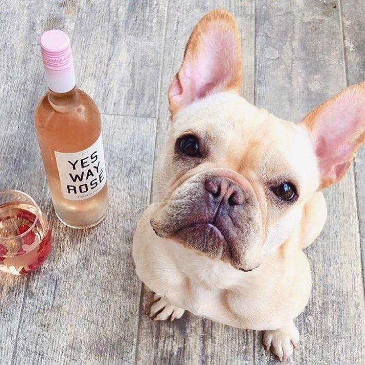 Imagine coming home to find this on your doorstep 😍🍷🐾

#winememes #wineglass #winebottle #welovewine #puppiesandwine #wineanddogs #dogsandwine #wine #winelover #winetasting