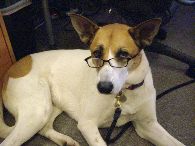 Instituto Perro tweet media