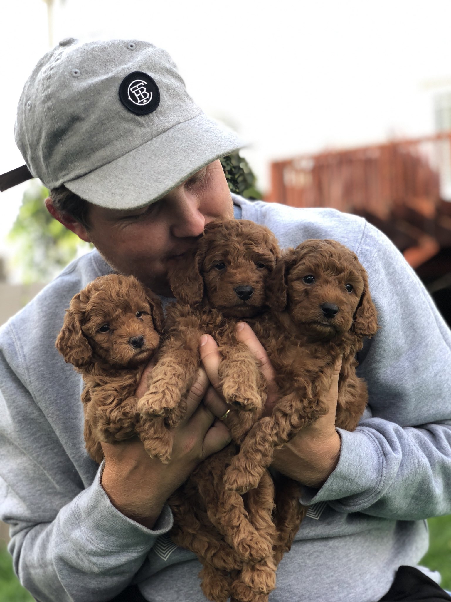 Zac Blair Jlostumbo369 F1bb Goldendoodle Twitter