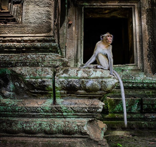 thirdguyphoto's tweet photo. #tombraider #monkeybusiness #monkey #angkorwat #unesco #wat #temple #cambodia #travel #travelphotography #travelingtexan #streetphotography #travel #travelgram #fujifilmx100f #thirdguyphotography https://t.co/CRK4P3OtfI https://t.co/Vjs08dW5cA