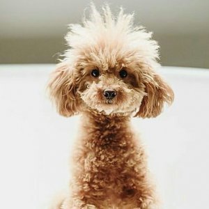 AnimalTweeps's tweet photo. I love the summer but I hate what it does to my hair. https://t.co/xAZFlZdlzK