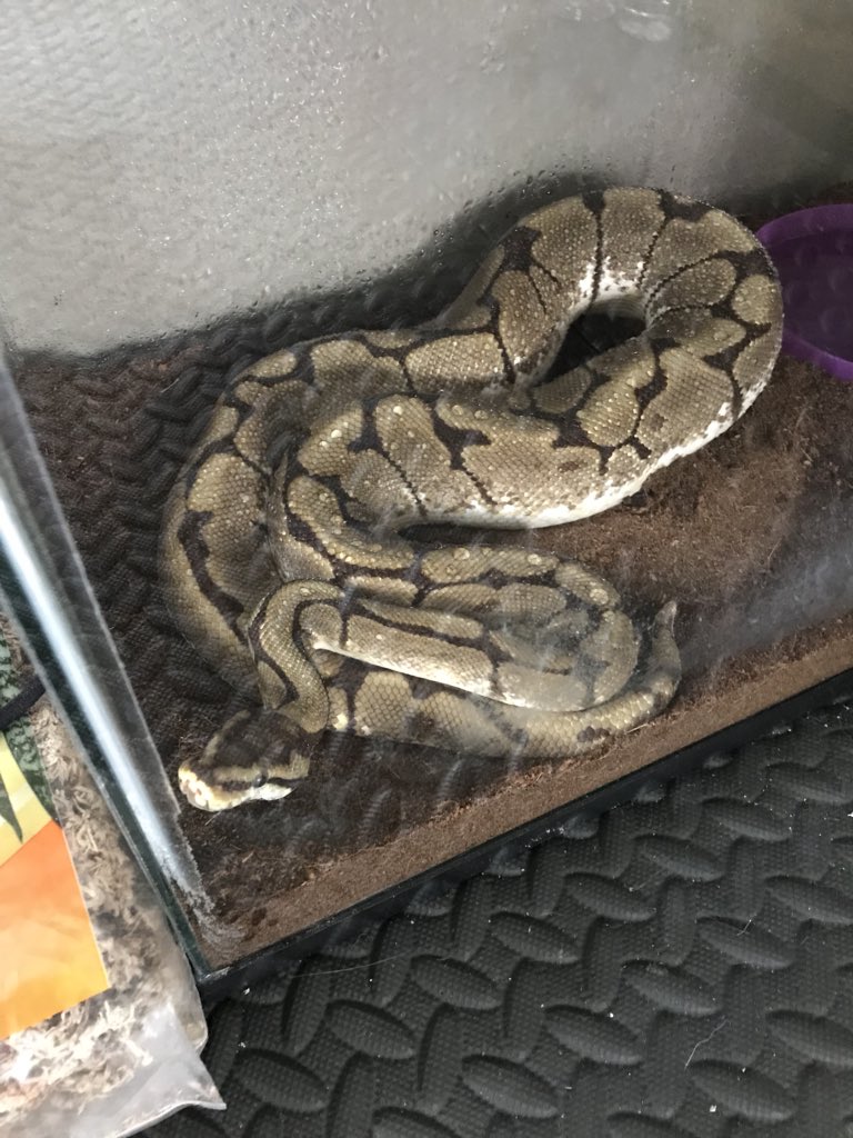 witchyrtistlady's tweet image. Since I never posted pics of the babies, my #spiderballpython is named “Butters” and the #pastelballpython is named Bertha 🐍💕💕