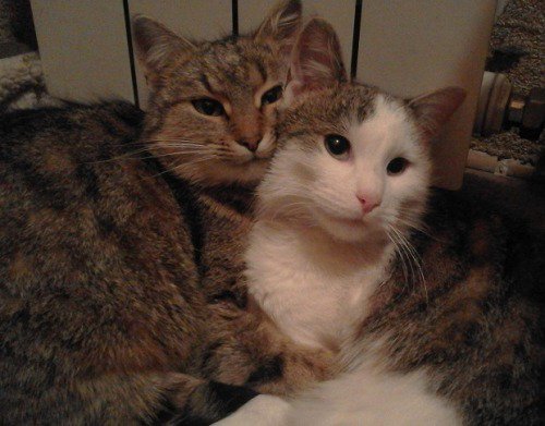 AnimalTweeps's tweet photo. I hate it when Mom and Dad get all romantic in front of me. https://t.co/IWbIoWxqrV