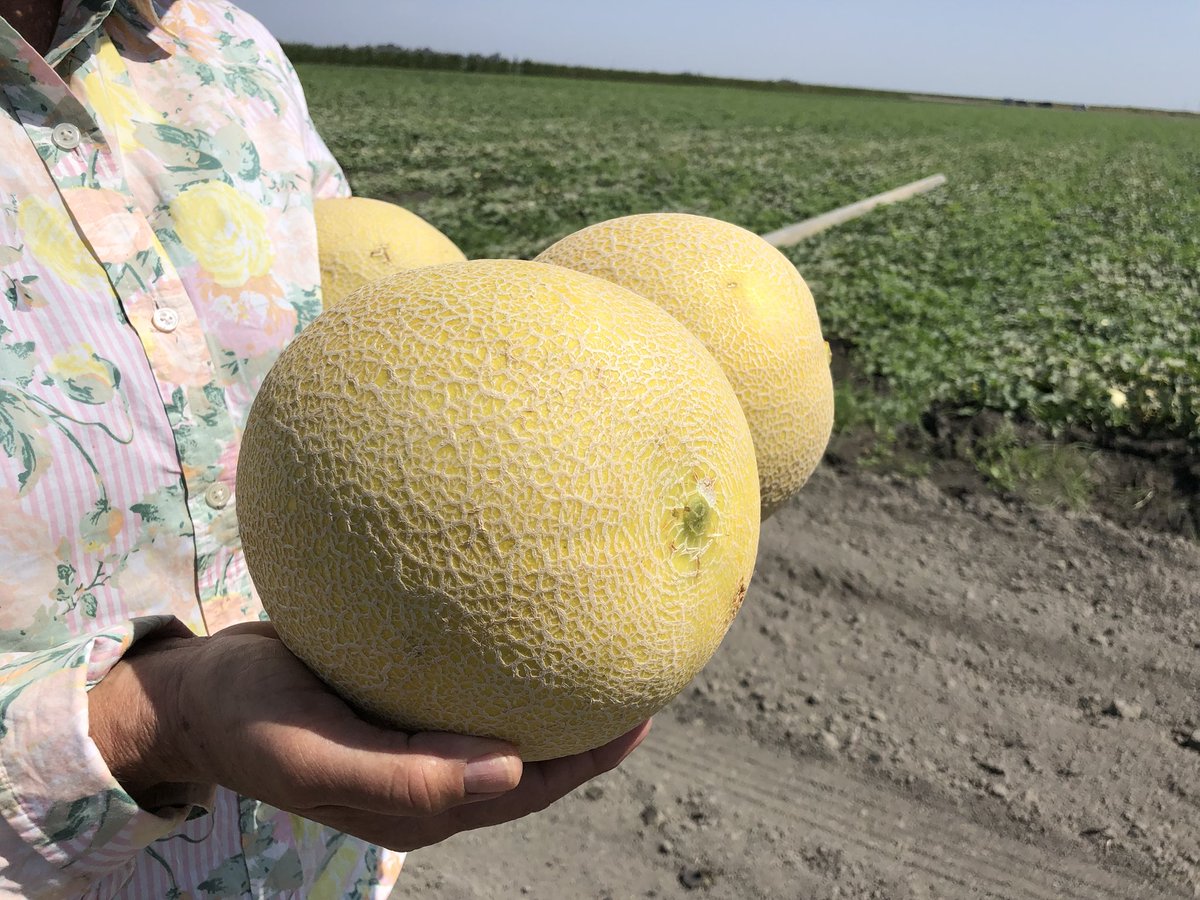 DelBosqueFarms's tweet image. Our organic galia- golden netted outside, sweet and juicy green flesh inside! Look for them at #TraderJoes. #organic #galia #melons #healthyeating #healthylifestyle