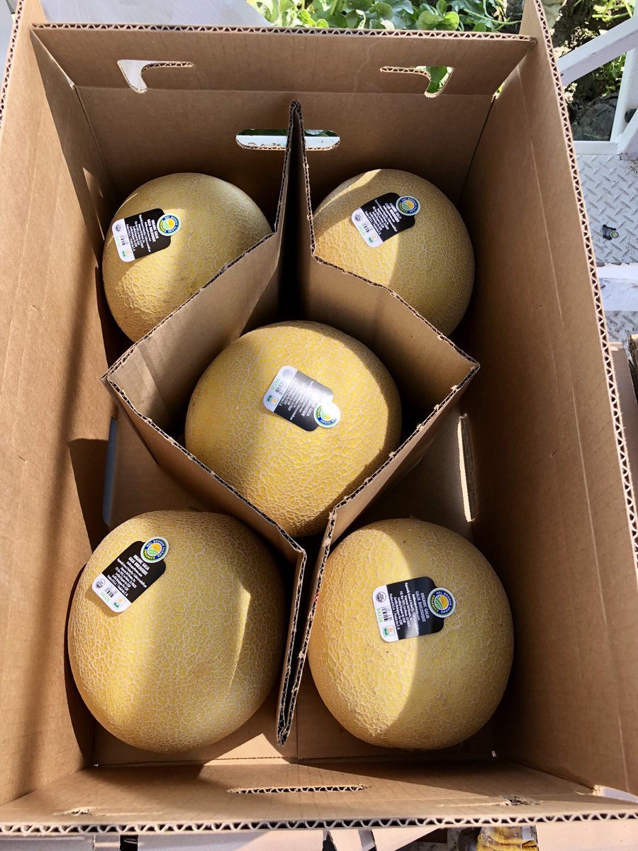 DelBosqueFarms's tweet image. Our organic galia- golden netted outside, sweet and juicy green flesh inside! Look for them at #TraderJoes. #organic #galia #melons #healthyeating #healthylifestyle
