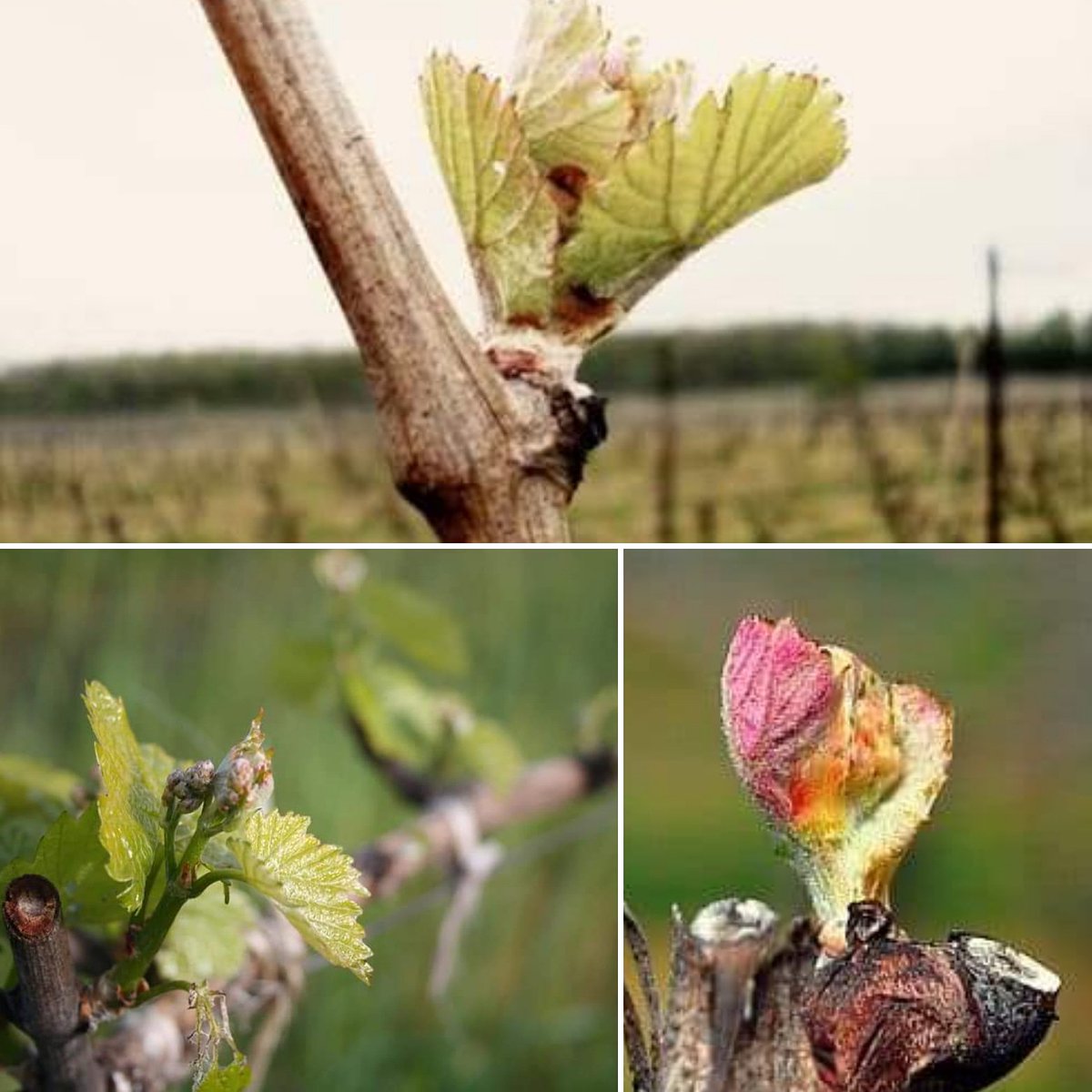 Ananda Tours tweet media