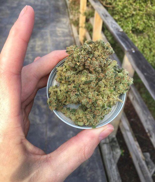 GanjaTimothy's tweet photo. Buy Marijuana online, mail order marijuana online, order weed online, Buy moon rocks online. Visit https://t.co/1bz4JrFhNd to order
Visit https://t.co/xTReX0Dos6 to order.
+1 (469) 431-1109
info@legitganjashop.com https://t.co/0o7J1pag7d