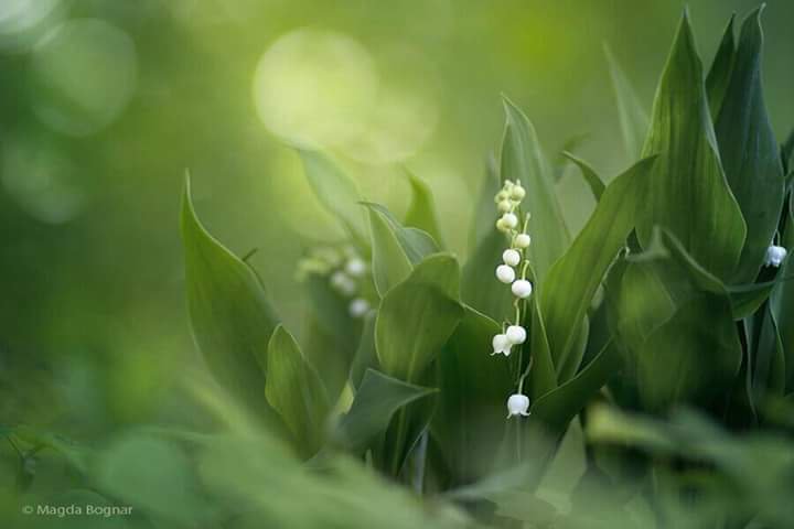 어리석은 자와
함께 하지 마라.
거기 원치 않는
고통이 따르게 된다.
어리석은 자와
함께 산다는 것은
원수와 함께 
사는 것 만큼이나 
고통스럽다.
그러나
현명한 사람과
함께 있으면
거기 기쁨은
넘쳐 강물로 흐른다.
「법구경」