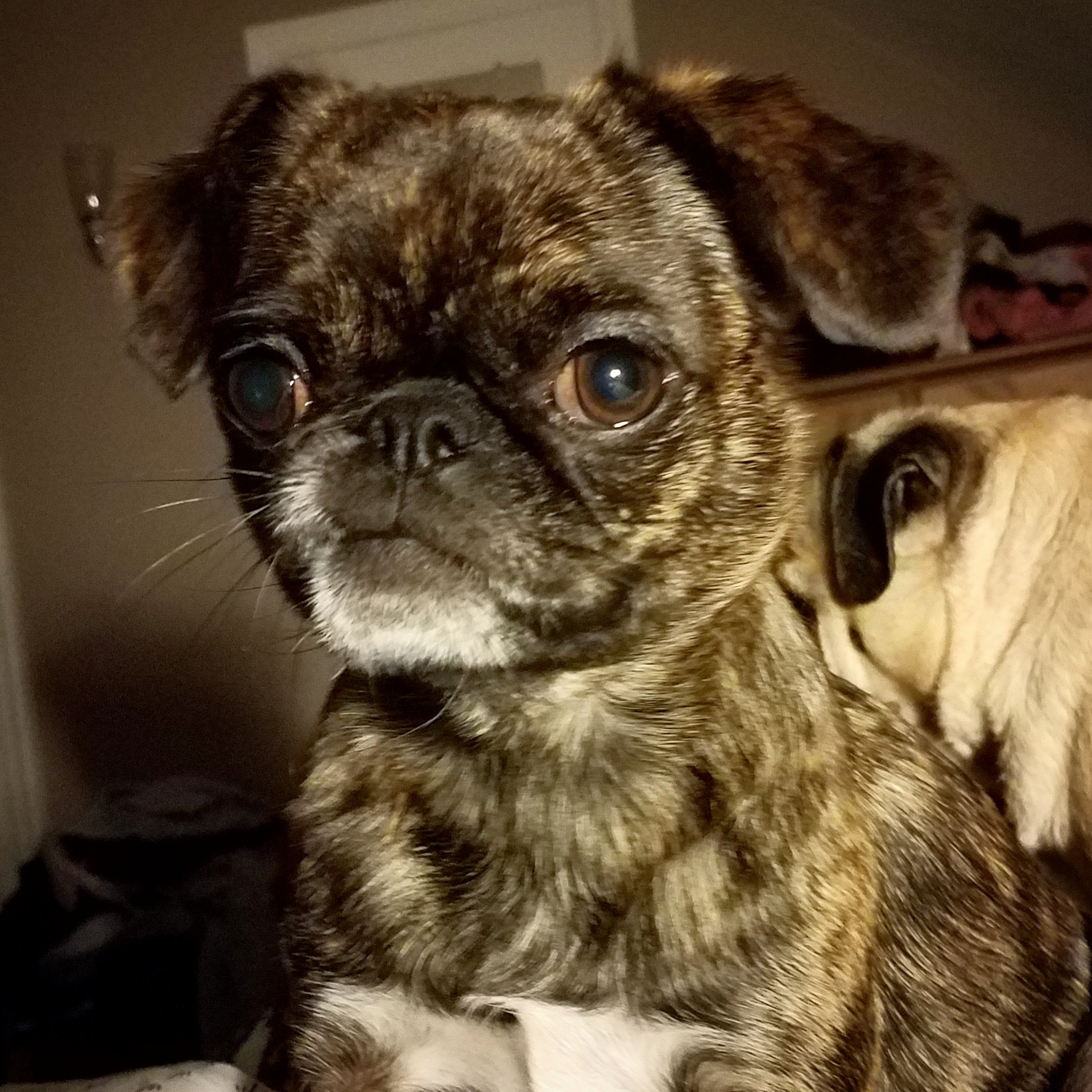 Japanese chin on sale pug