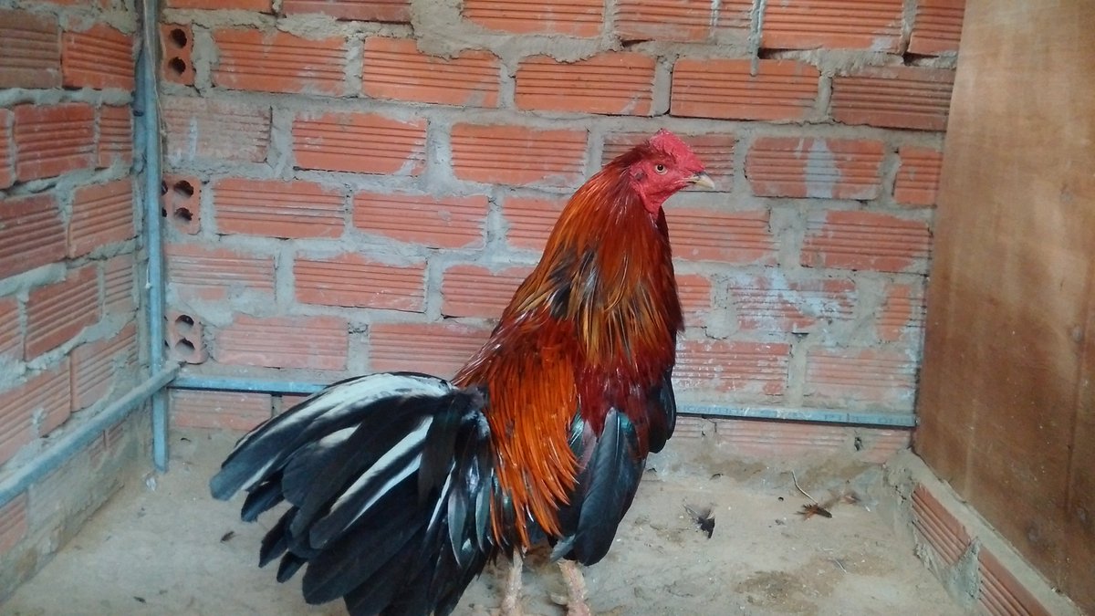 Gà đá Gia Kiệm. Cung cấp gà đá tiền uy tín chất lượng. - 10