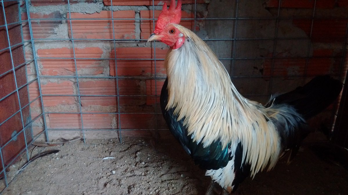 Gà đá Gia Kiệm. Cung cấp gà đá tiền uy tín chất lượng. - 11