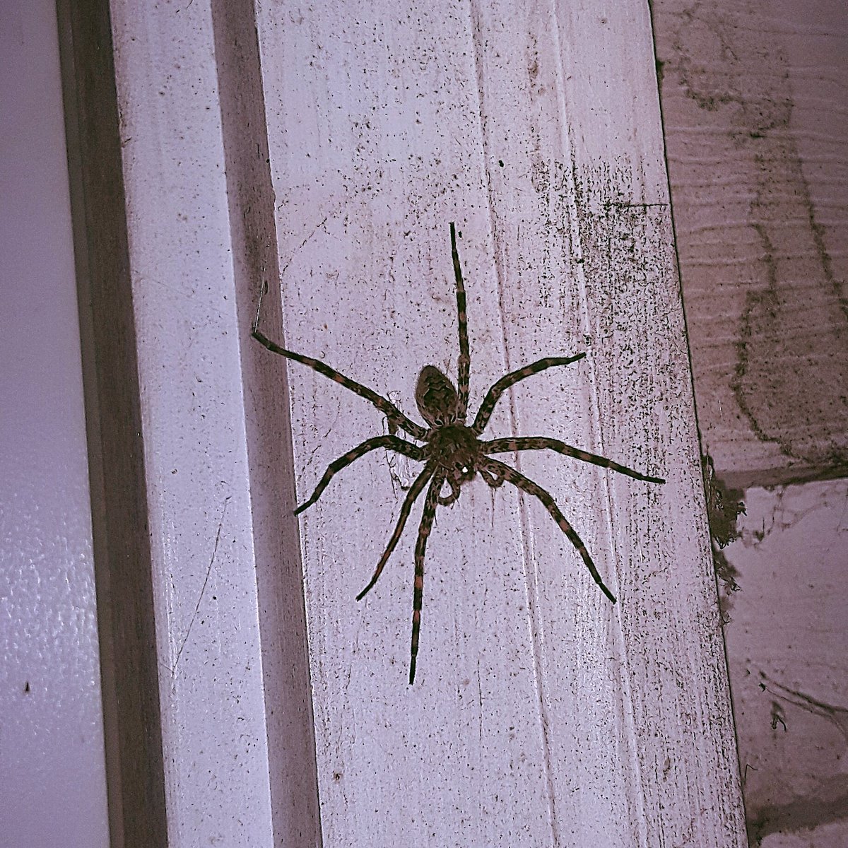 Kenzi_Creates's tweet image. I received an unexpected handshake tonight while reaching for the freezer on the back porch. #no_thank_you #why_me #i_just_wanted_ice_cream #hes_as_big_as_my_palm😭😭😭